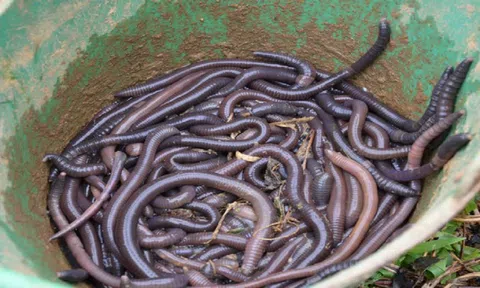 Người dân đổ xô kích điện “tận diệt” giun đất kiếm tiền triệu mỗi ngày