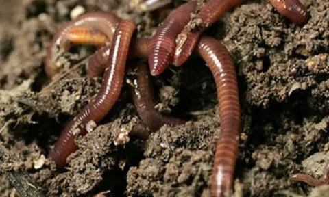 Vì sao người dân Trung Quốc đổ xô đi mua giun đất giá cao ở Việt Nam?