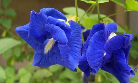 Hoa đậu biếc có giúp giảm cân hay chỉ là tin đồn?