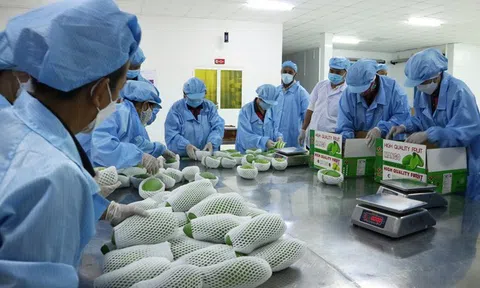 Xuất khẩu nông sản sang Hàn Quốc: Dư địa lớn nhưng không dễ