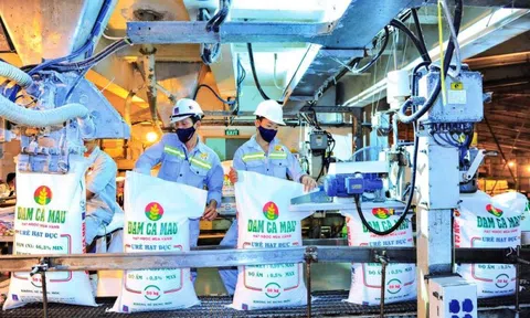 Đạm Cà Mau sắp chi gần 1.600 tỷ đồng trả cổ tức