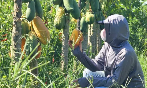 Người dân trồng đu đủ lao đao do công ty đơn phương chấm dứt hợp đồng