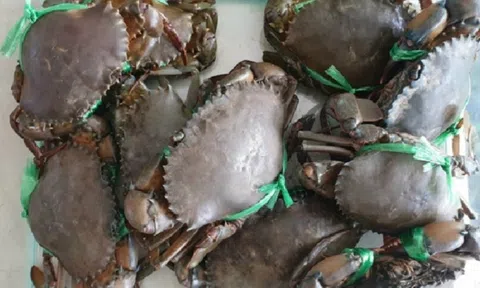 Tháo gỡ khó khăn trong xuất khẩu cho thương hiệu cua Cà Mau