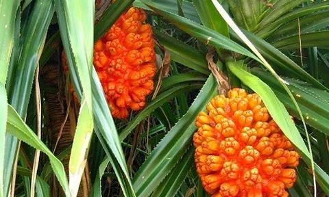 Loại quả dại mọc đầy Việt Nam không ngờ là vị thuốc quý ít người biết
