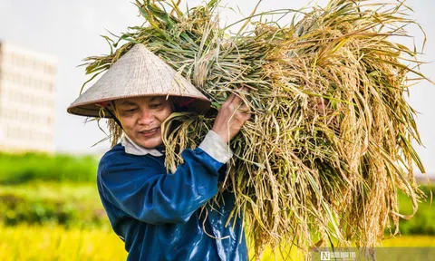 Giá gạo tăng cao đẩy CPI tháng 8 tăng 2,96% so với cùng kỳ năm trước