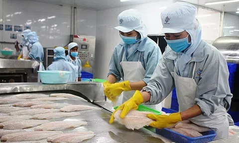 Tín hiệu tích cực từ xuất khẩu cá tra và bài toán phát triển bền vững
