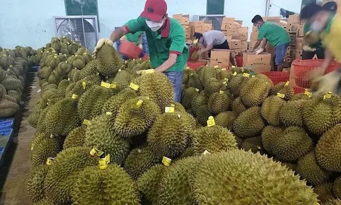 Rau quả xuất khẩu hướng tới kim ngạch 5 tỷ USD