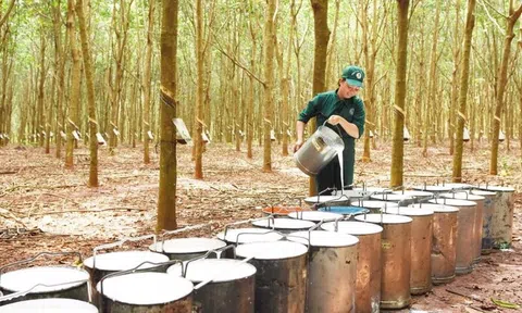 8 tháng, xuất khẩu cao su thu về 1,59 tỷ USD