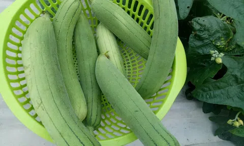Được mệnh danh là “nhân sâm của người nghèo”, thứ quả này nhà nào cũng ăn nhưng không để ý