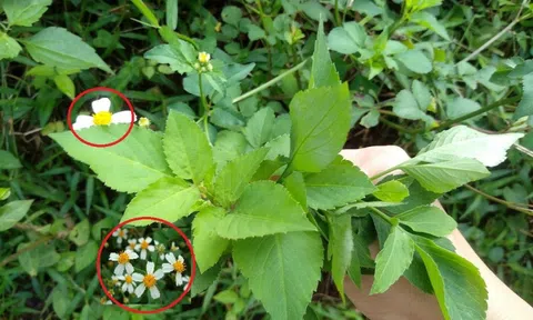 Cây hoa dại mọc đầy ở Việt Nam, nhiều nơi trên thế giới săn lùng "chữa bệnh"