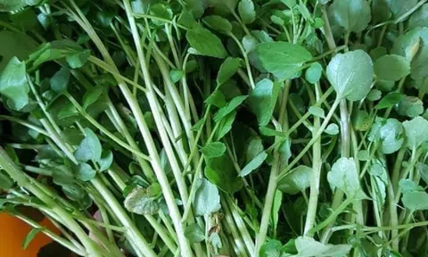 Loại rau mọc um tùm như cỏ không ngờ chống được ung thư, còn chữa "đủ bệnh"