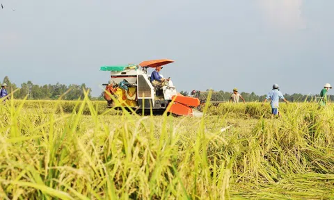 Vào vụ mùa giá lúa tăng, nông dân đừng vội xuống giống