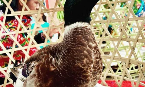 Độc lạ Lạng Sơn: Tổ chức cuộc thi “Hoa hậu vịt”