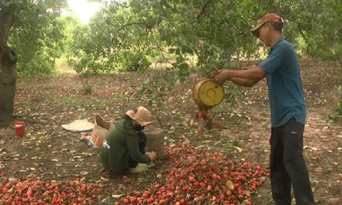Loại hạt đắt đỏ cả thế giới yêu thích, ở Việt Nam rụng đầy vườn