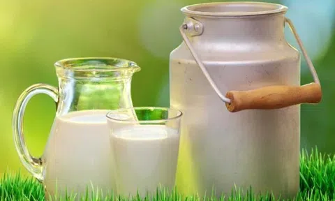 Uống loại sữa này, nhiều người sống lâu đến 100 tuổi