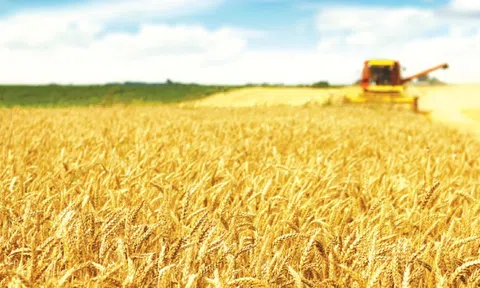 Thị trường nông sản: Giá lúa gạo, cà phê tăng cao