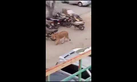 Clip: Sư tử cái tấn công người đàn ông trên phố và cái kết thót tim
