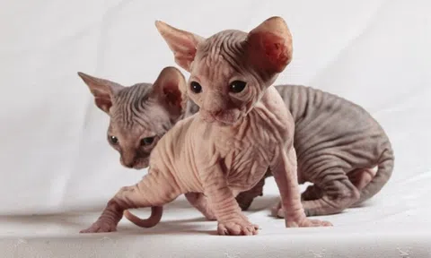 Cận cảnh loài mèo "xấu nhất thế giới", giá hàng trăm triệu đồng