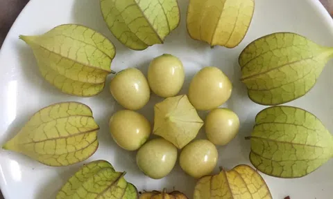 Loại quả ở Việt Nam chỉ là quả dại, lên kệ siêu thị nước ngoài giá 700.000 đồng/kg đôi khi không có mà mua