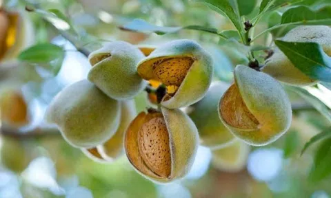 Loại hạt ví như "nữ hoàng của các loại hạt", ở Việt Nam bán đầy