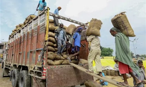 Ấn Độ siết xuất khẩu gạo: Tác động mạnh tới nguồn cung toàn cầu