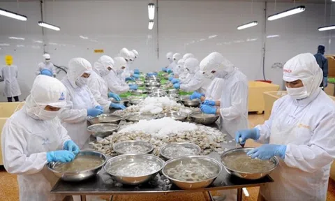 Kỳ vọng xuất khẩu tôm sang Nhật Bản trở lại “đường đua” tăng trưởng