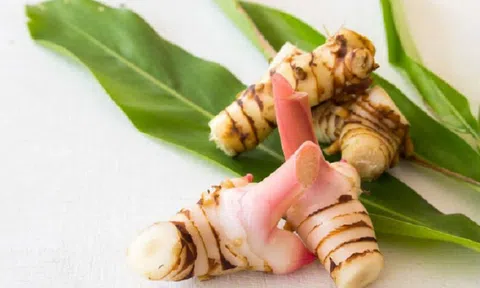 Loại củ "hiếm có khó tìm" trên thế giới, chống cả ung thư, Việt Nam trồng đầy vườn