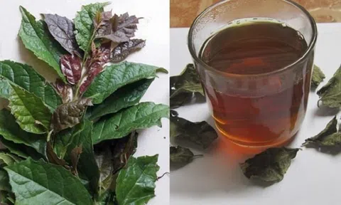 Loại cây là "vũ khí chống ung thư", ở Việt Nam trồng bạt ngàn