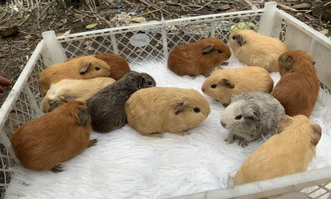 Chàng trai 25 tuổi quê Bến Tre thu nhập hàng trăm triệu đồng nhờ nuôi loại “chuột lạ”