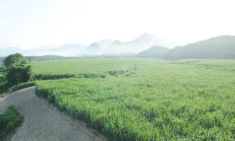 Lasuco kinh doanh khởi sắc trong quý đầu năm tài chính 2023-2024