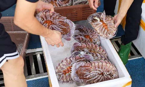 Hải sản "xe tăng lội nước" nhìn khiếp vía, lên bờ trái ngược giá tận 4 triệu đồng/kg vẫn có người săn lùng