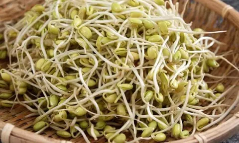 Loại rau mầm rẻ như cho, được ví như "phương thuốc tự nhiên" mà nhiều người "ngó lơ"
