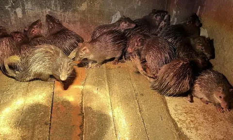 Anh nông dân nuôi con vật lạ, nhẹ nhàng đút túi 10 triệu/cặp