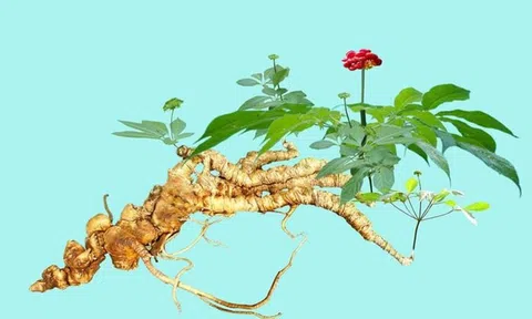 Tò mò loại hạt đắt nhất Việt Nam, dù bé xíu nhưng "đắt hơn vàng" 240 triệu đồng/kg