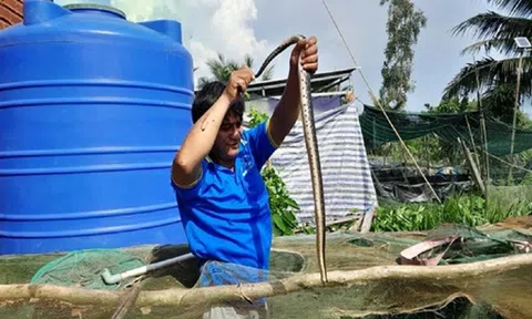 Anh nông dân "say mê" loài rắn hiền khô, cho ăn thứ này thường xuyên thu bộn tiền
