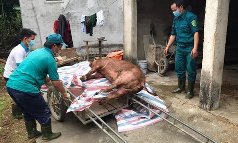 Vứt xác lợn ra môi trường, lãnh đạo địa phương phải chịu trách nhiệm