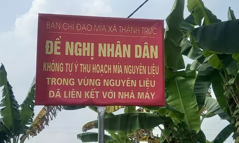 Xã thay biển “cấm bán mía” bằng đề nghị nhân dân không tự ý thu hoạch
