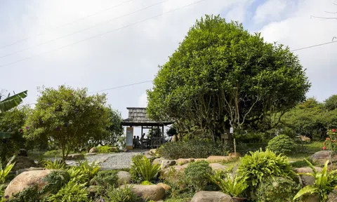 Ngắm cây chè shan tuyết cổ thụ, trả giá 6 tỷ không bán