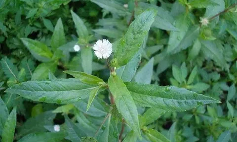 Tin tức Đời sống 29/11: Chớ coi thường bệnh cúm khi giao mùa