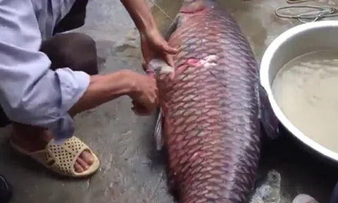 Cụ bà ngộ độc nặng, phải lọc máu vì nuốt mật cá trắm nấu chín tới