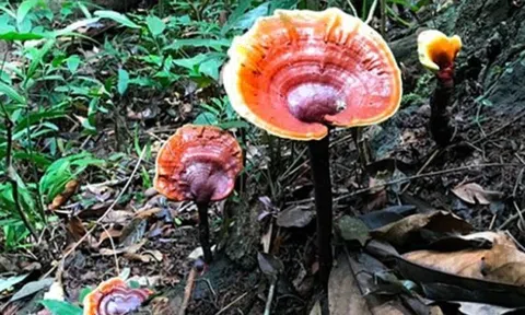 Loại cây được ví "lộc trời", ở Việt Nam 6 triệu đồng/kg, nhà giàu muốn mua có khi phải đợi cả tháng