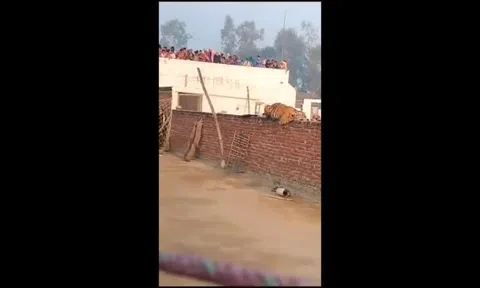 Clip: Hổ vào làng ung dung nằm trên tường, dân kéo nhau đến xem