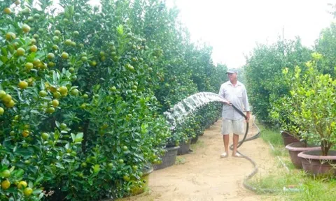 Thị trường hoa, cây cảnh Tết: Nơi trúng mùa, nơi "thấp thỏm"