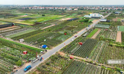 Hà Nội: Người dân trồng hoa Mê Linh tất bật vào vụ Tết