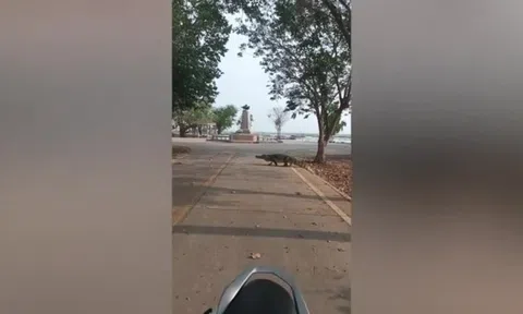 Clip: Cá sấu khổng lồ đi qua đường khiến nhiều người phải dừng lại
