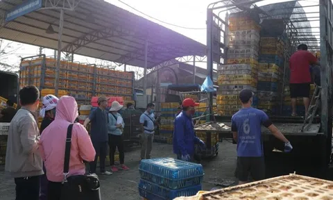 Ca mắc cúm A(H9/N2) đầu tiên tại Việt Nam: Quanh nơi bệnh nhân sống buôn bán gia cầm