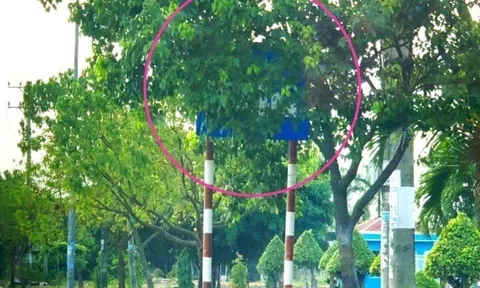 Biển báo bị che khuất có hiệu lực?
