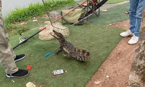 Bắt được cá sấu dài gần 1m giữa hồ câu ở Hà Nội