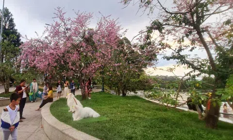 Phạt 3 người đưa chó ra nơi công cộng không rọ mõm, không có người dắt