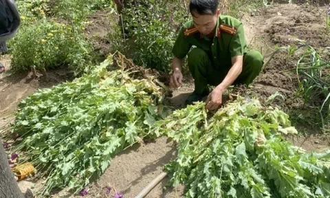 Chồng bí mật trồng gần 500 cây thuốc phiện, vợ làm đơn tố giác công an